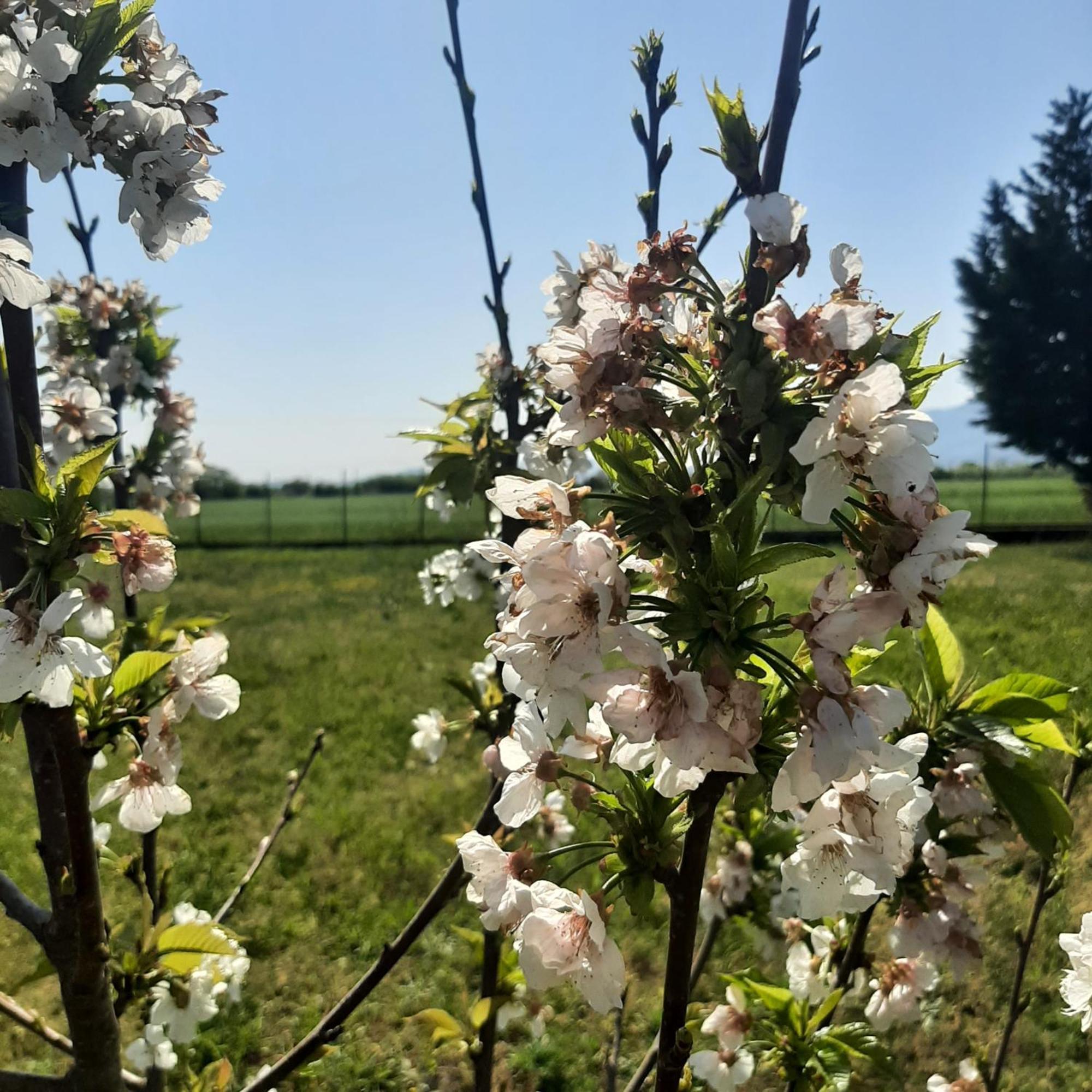 Вилла Αρχοντικό Παπανικολάου Ligaria  Экстерьер фото