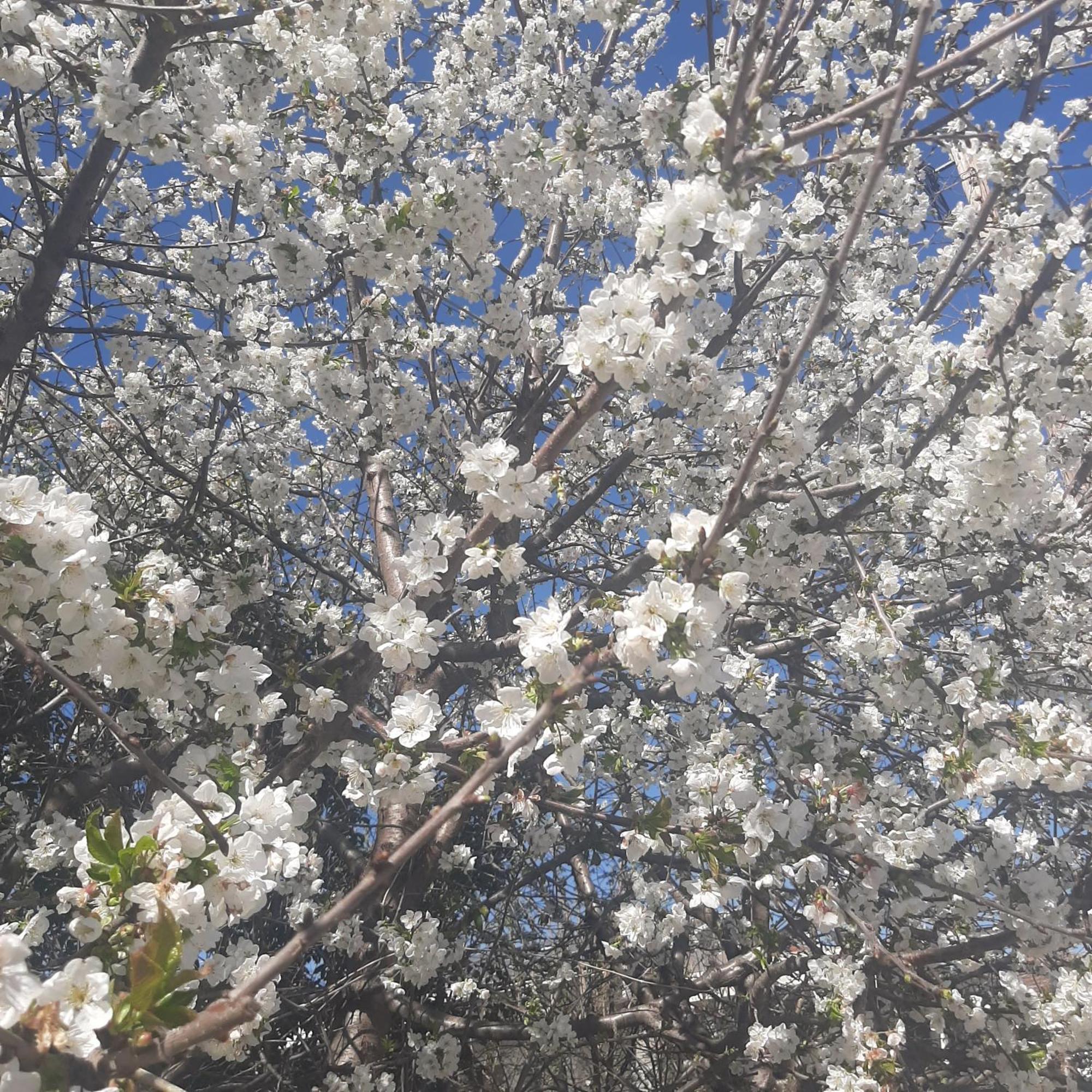 Вилла Αρχοντικό Παπανικολάου Ligaria  Экстерьер фото